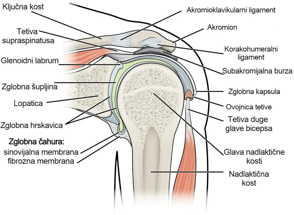 građa ramena anatomija