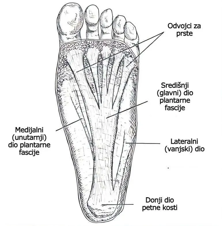 Plantarna fascija_anatomija