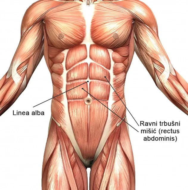Ravni trbušni mišić (rectus abdominis) anatomija