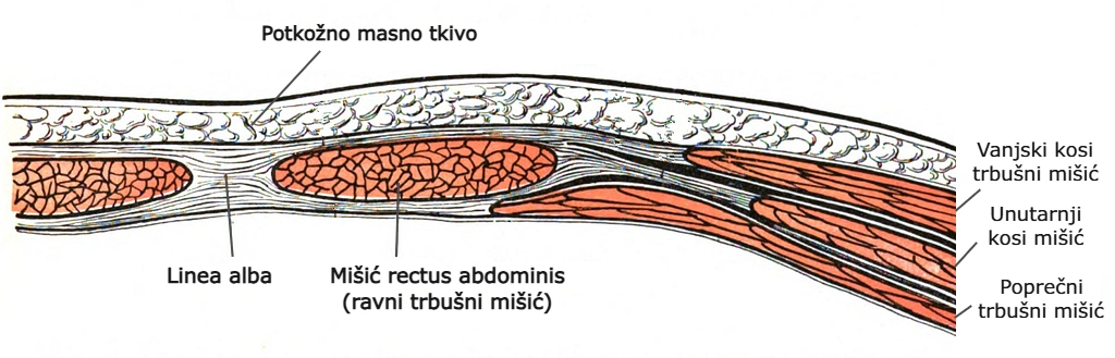 Građa trbušnog zida; poprečni presjek. Vidljivi su lijevi i desni mišić rectus abdominis te linea alba u sredini.