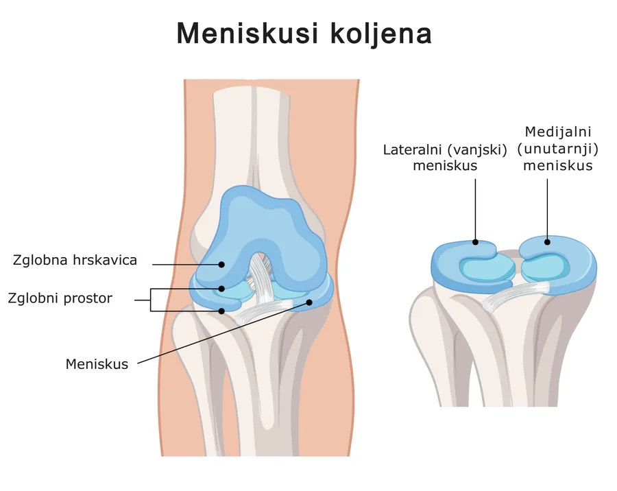 Meniskus koljena-građa