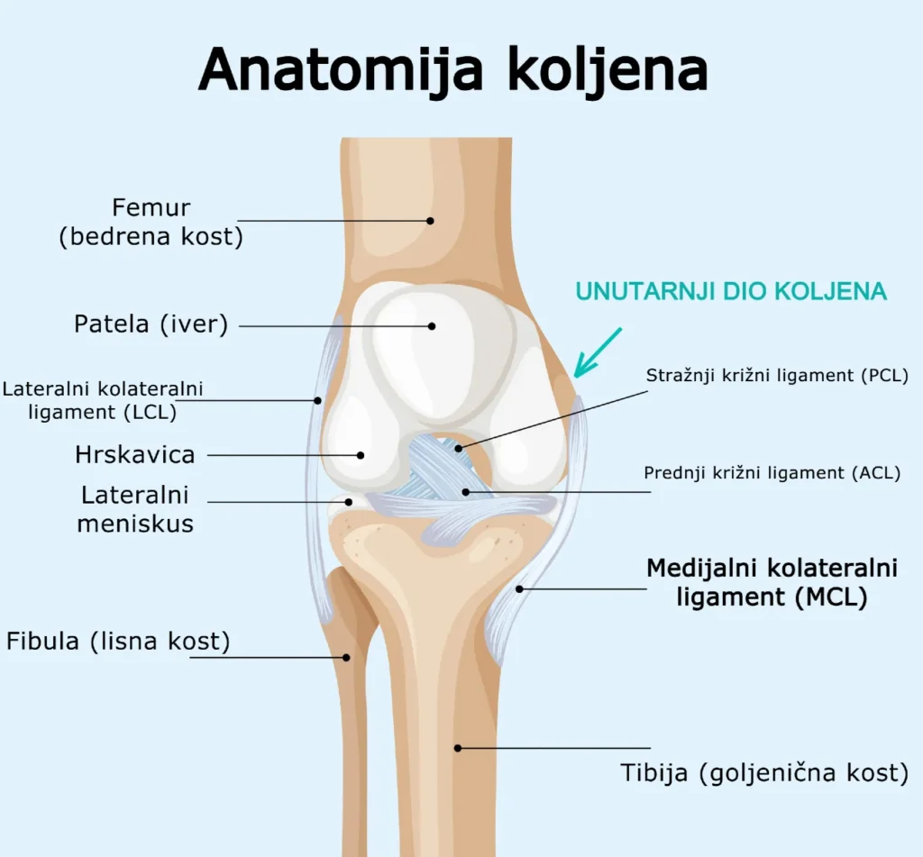 koljeno anatomija - shematski prikaz