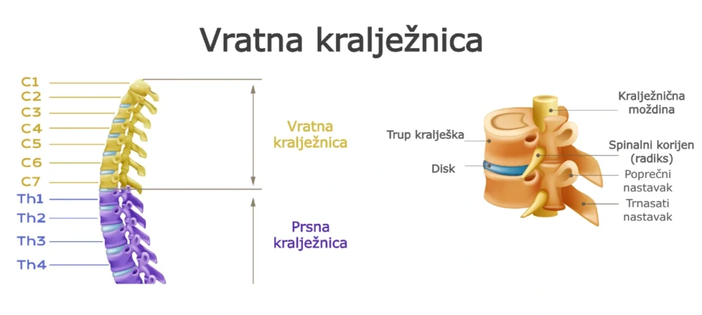 Shematski prikaz - vratna kralježnica (cervikalna kralježnica) koji prikazuje sedam kralježaka, njihovu međusobnu povezanost i osnovnu anatomiju vrata.