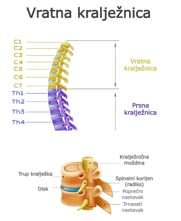Shematski prikaz - vratna kralježnica (cervikalna kralježnica) koji prikazuje sedam kralježaka, njihovu međusobnu povezanost i osnovnu anatomiju vrata.