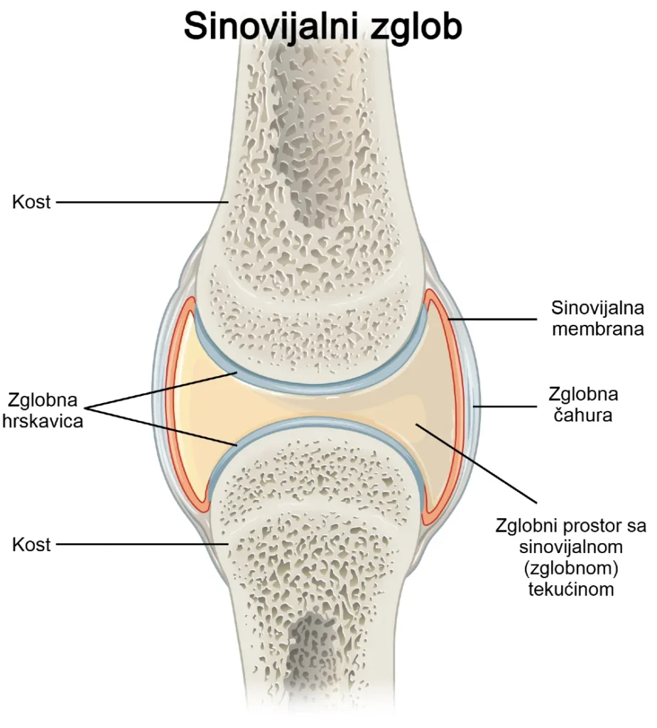Shematski prikaz sinovijalnog zgloba koljena s označenom zglobnom čahurom, sinovijalnom membranom i sinovijalnom tekućinom – ilustracija anatomije koljena.
