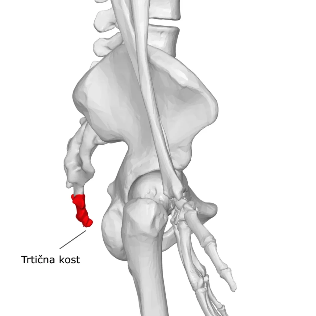 Anatomski prikaz: zdjelica i trtična kost (coccyx) – trtica - bočni pogled