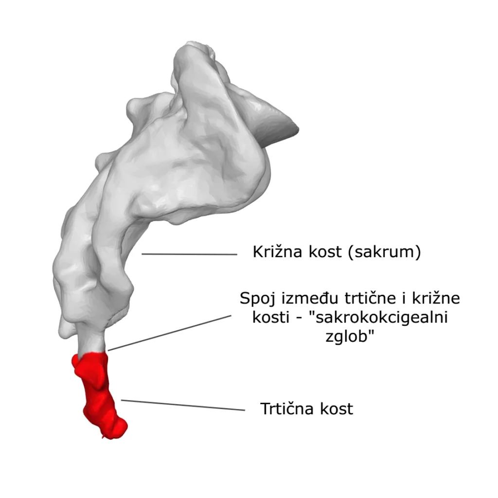 Trtica (coccyx) i križna kost (sakrum) – sakrokokcigealni spoj, bočni pogled