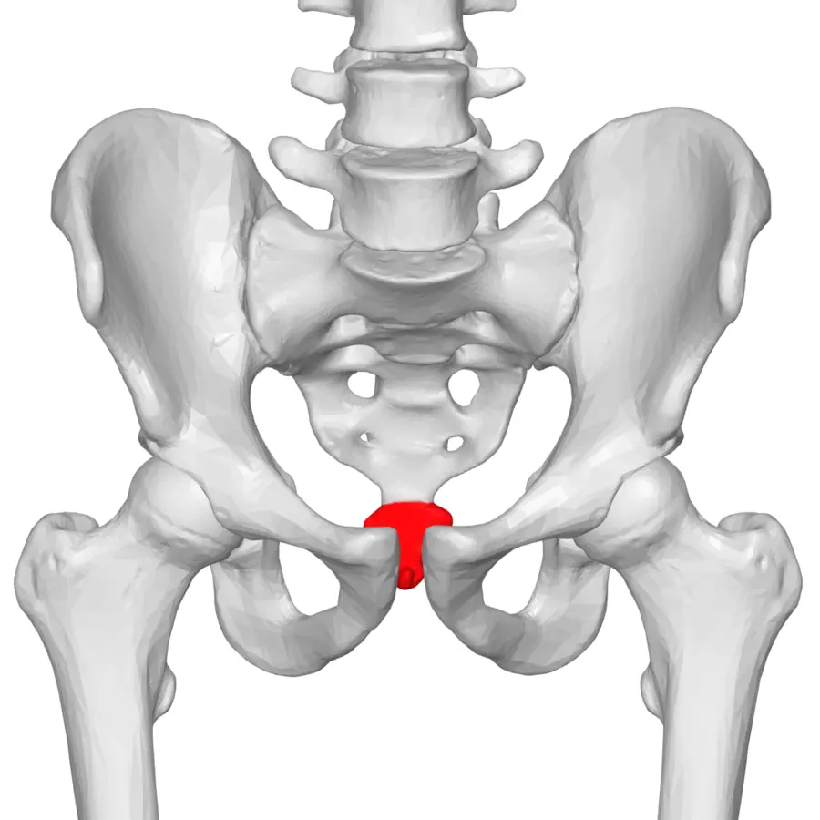 Anatomski prikaz zdjelice i trtične kosti (coccyx) – frontalni pogled